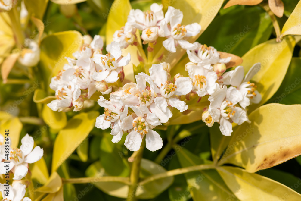 Macro shot of Mexican orange blossom (choisyna ternata) flowers in bloom