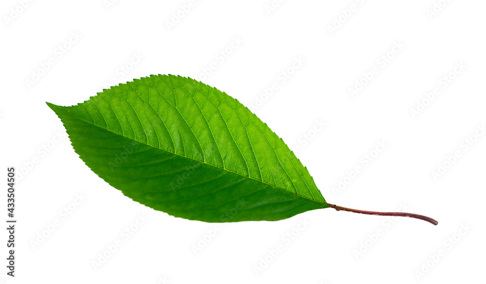 Fototapeta premium Green cherry leaf close-up isolated on white background.