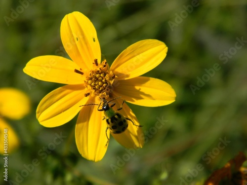 Bug on flower © Timothy
