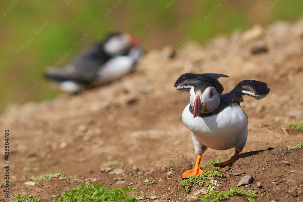 Fototapeta premium Atlantic puffin (Fratercula arctica) coming in to land on Skomer Island off the coast of Pembrokeshire in Wales, United Kingdom