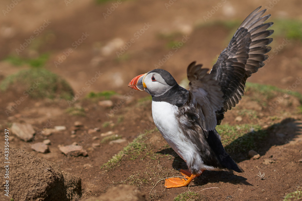 Fototapeta premium Atlantic puffin (Fratercula arctica) in spring on Skomer Island off the coast of Pembrokeshire in Wales, United Kingdom