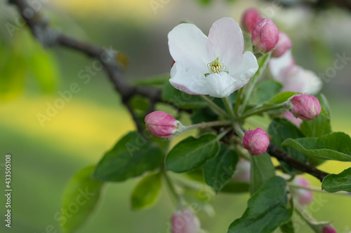 blooming tree, pink tree