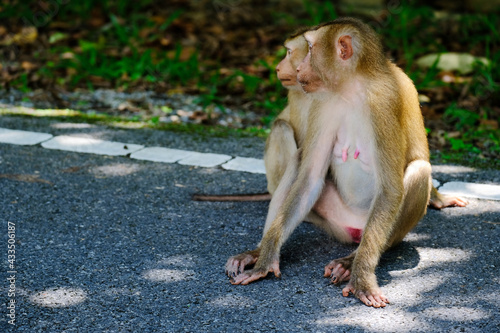 Photography Mother and son monkey are lovely in the forest.