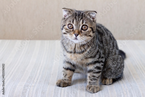 The Shatland lop-eared cat is sitting on a light sofa . The ears are slightly bent , the color is striped .