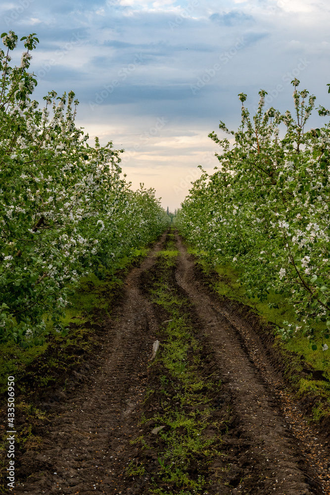 the road in the garden