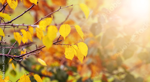 Autumn background with colorful autumn leaves in sunny weather, autumn forest