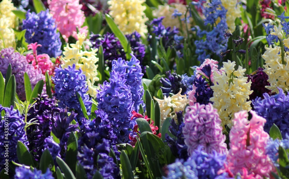 Obraz premium purple and white hyacinths
