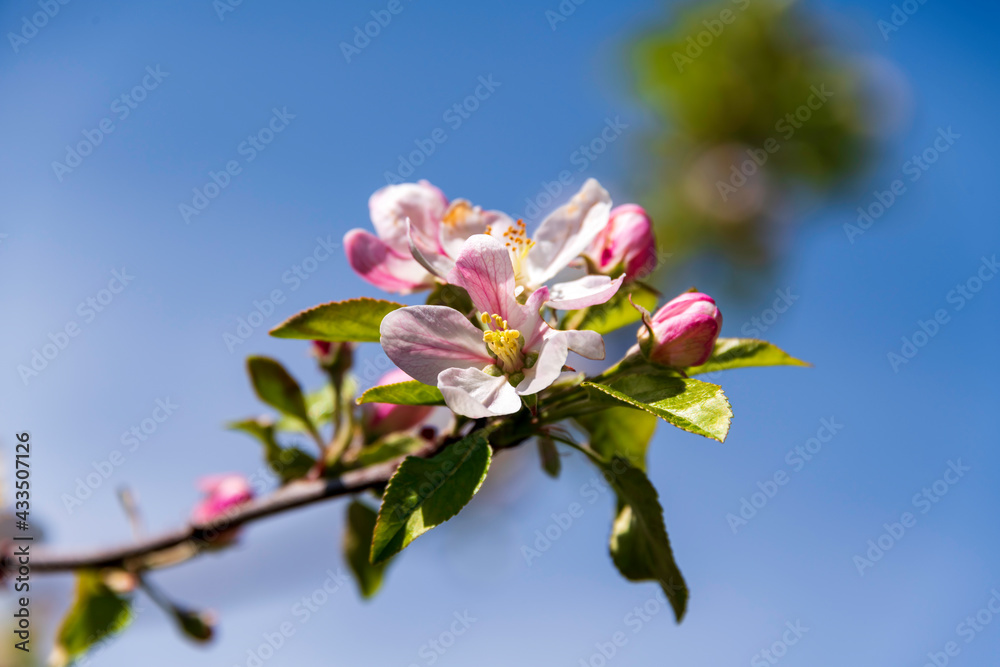 Obraz premium Apple Flower