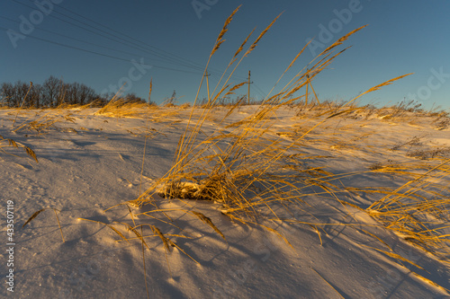 grass in the snow © Evgenii Ryzhenkov