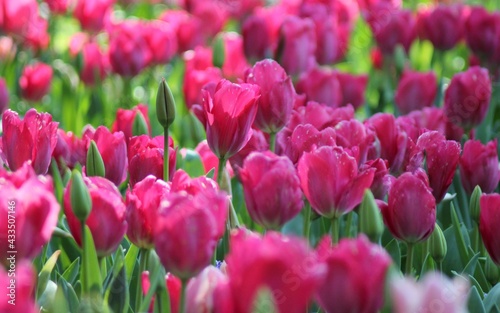 field of tulips