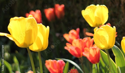 red and yellow tulips