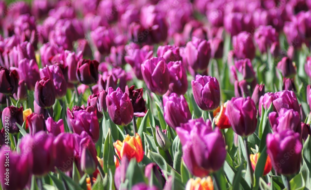 purple tulips in spring
