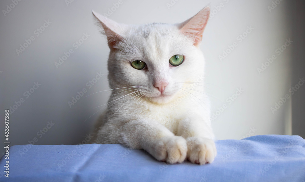 Portrait of an angry white cat on a white background.Angry white cat looks at the camera Portrait of an angry white cat on a white background.Angry white cat looks at the camera