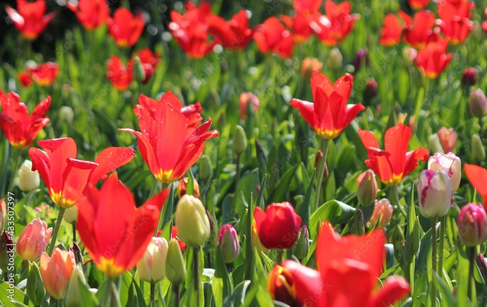 Fototapeta premium red tulips in the garden