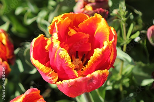 red and yellow tulip