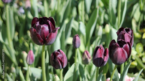 purple tulips in spring