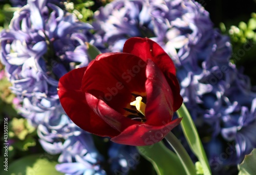 red tulip