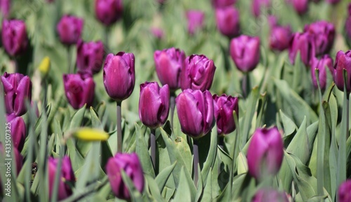 purple tulips in the garden
