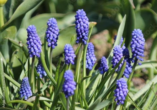 blue iris flowers in spring