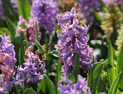 flowers in the garden