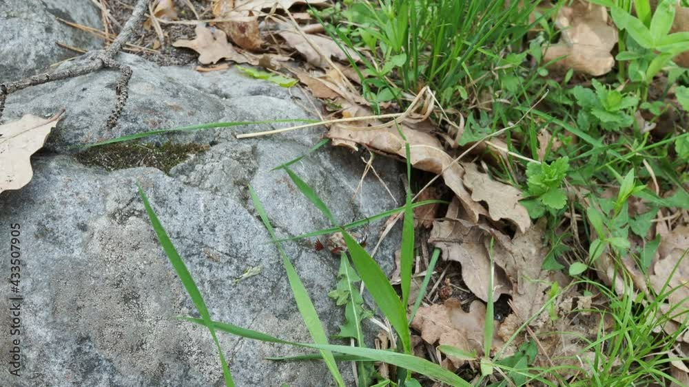 may large beetle on stone in the spring forest may large beetle on stone in the spring forest