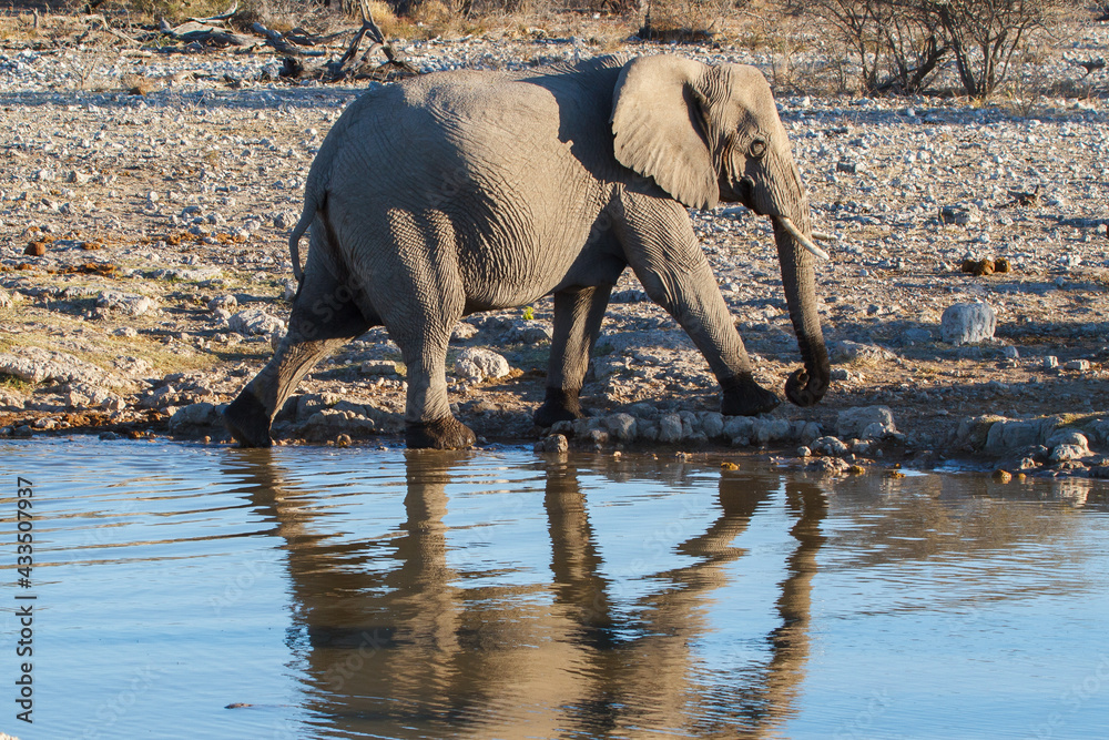 Fototapeta premium Elephant child in the Namibian savannah