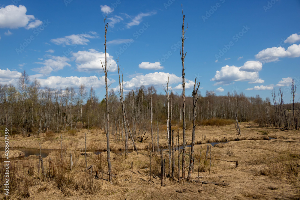 Spring landscape of dried grass and trees