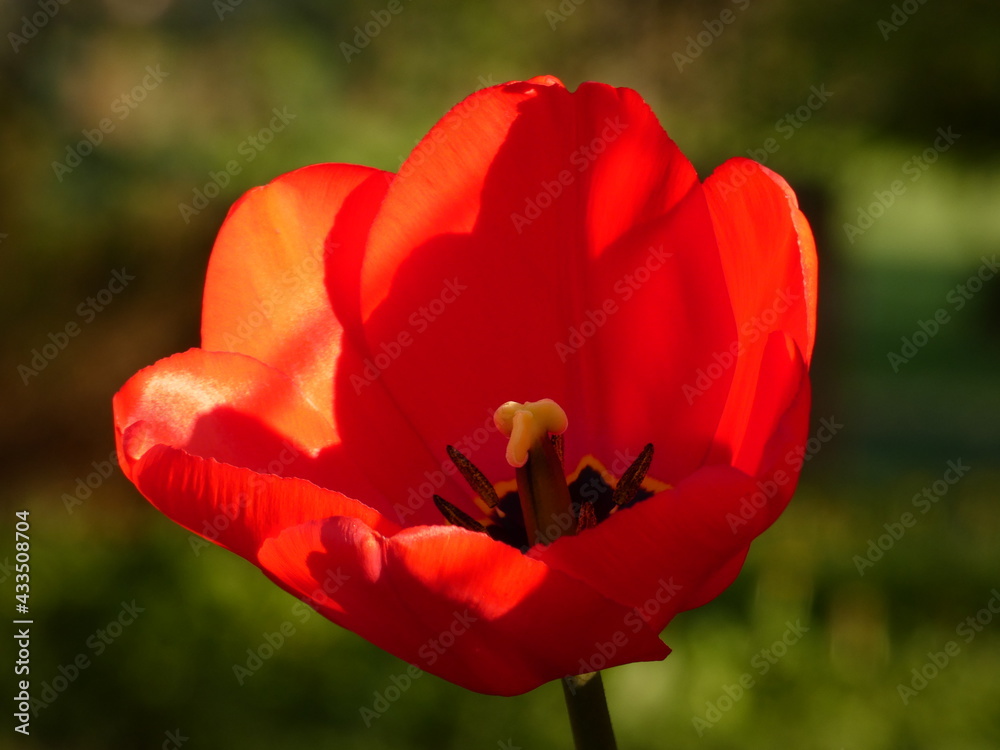 Inside of red tulip flower - tulip pistil surrounded by stamens, Poland Inside of red tulip flower - tulip pistil surrounded by stamens, Poland