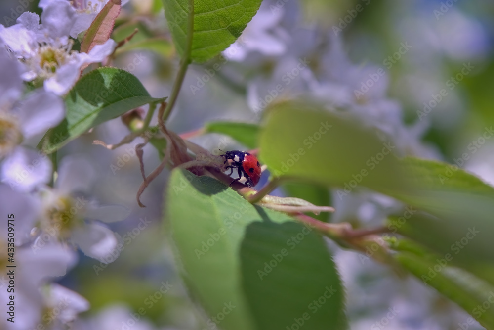 Ladybug on a flowering branch of bird cherry on a blurred background.