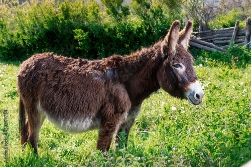 General shot of a brown donkey in a meadow on a farm in Asturias.For the photographic shot a mixture of natural light and artificial light was used and it was taken in horizontal format. photo
