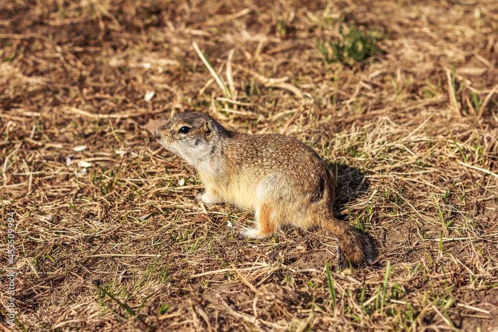 Ground squirrel Spermophilus or souslik in its natural habitat. Top view gopher rodent. Ground squirrel Spermophilus or souslik in its natural habitat. Top view gopher rodent.