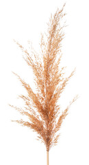 Pampas reed grass on a white background. Isolated