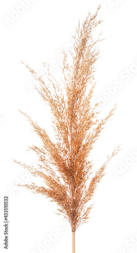 Pampas reed grass on a white background. Isolated