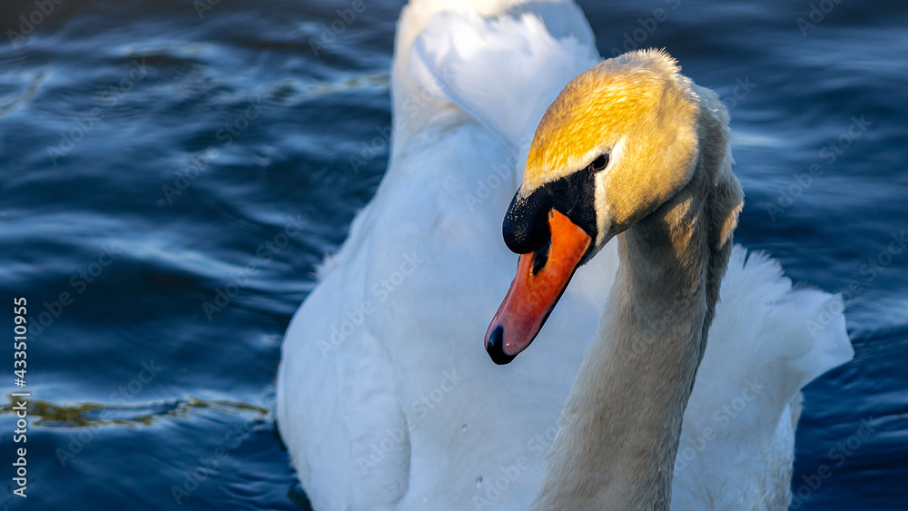 Obraz premium White swan in close up during Sunset