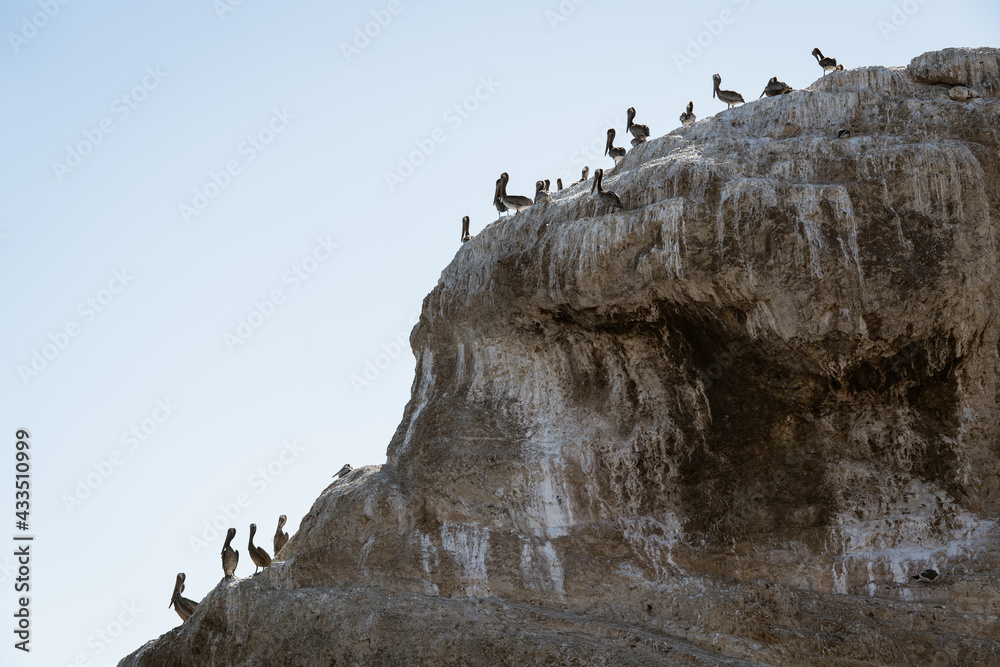 Great Colony of Pelicans  on a Cliff Top. Shell Beach, California Coastline