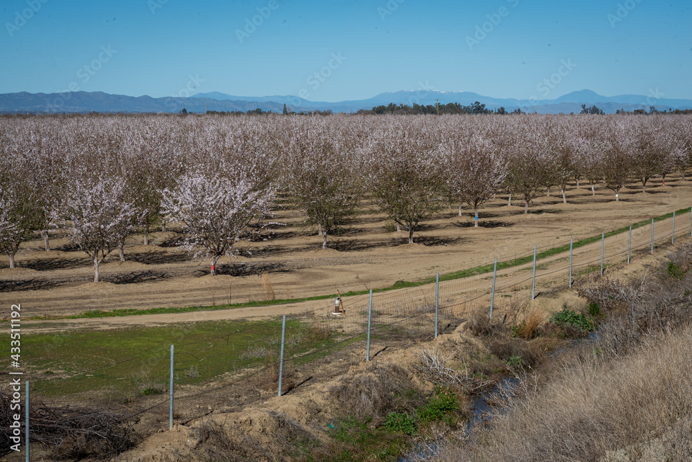 Landscape view of almond tree orchard in bloom in Yolo County, California.  Almonds are a controversial crop because of their water usage requirements.