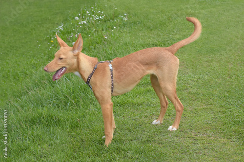 Young Ibizan Hound posing in the grass. 