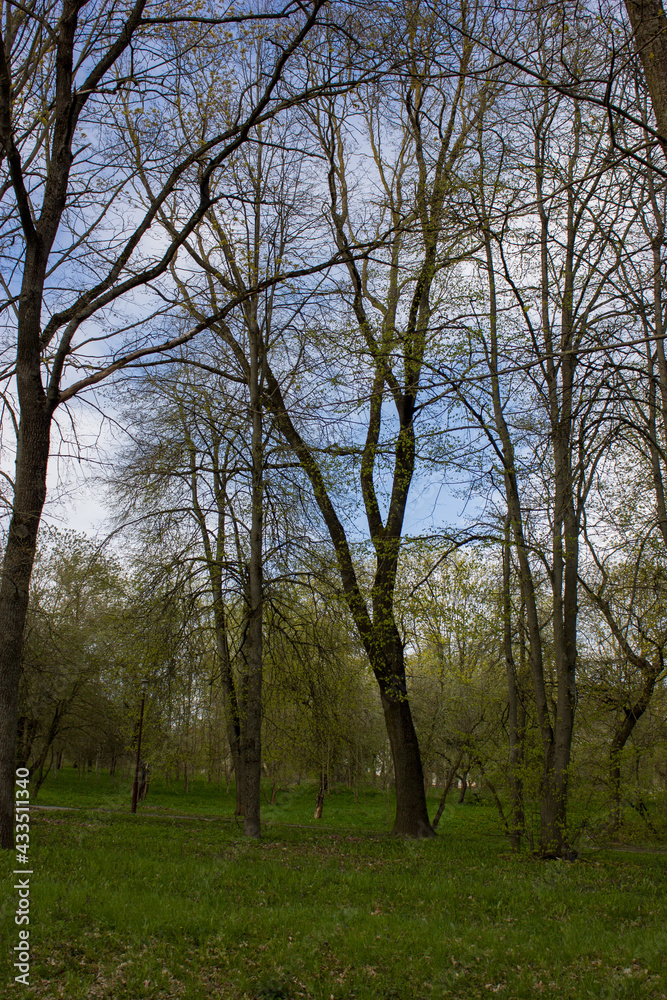 Spring landscape: Tall trees of the park with young leaves against the background of the evening blue sky.