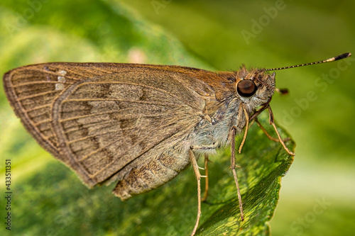 Moth. Macro photograph of a moth on a leaf