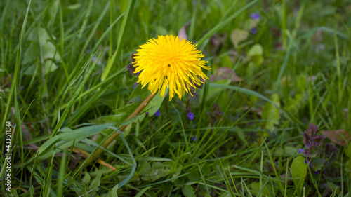 Bright yellow dandelion flower with small black bugs on a background of green grass.