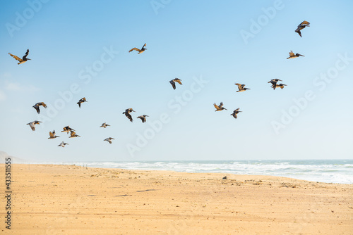 Brown pelicans on the beach. Flock of flying birds, and beautiful blue sky on background