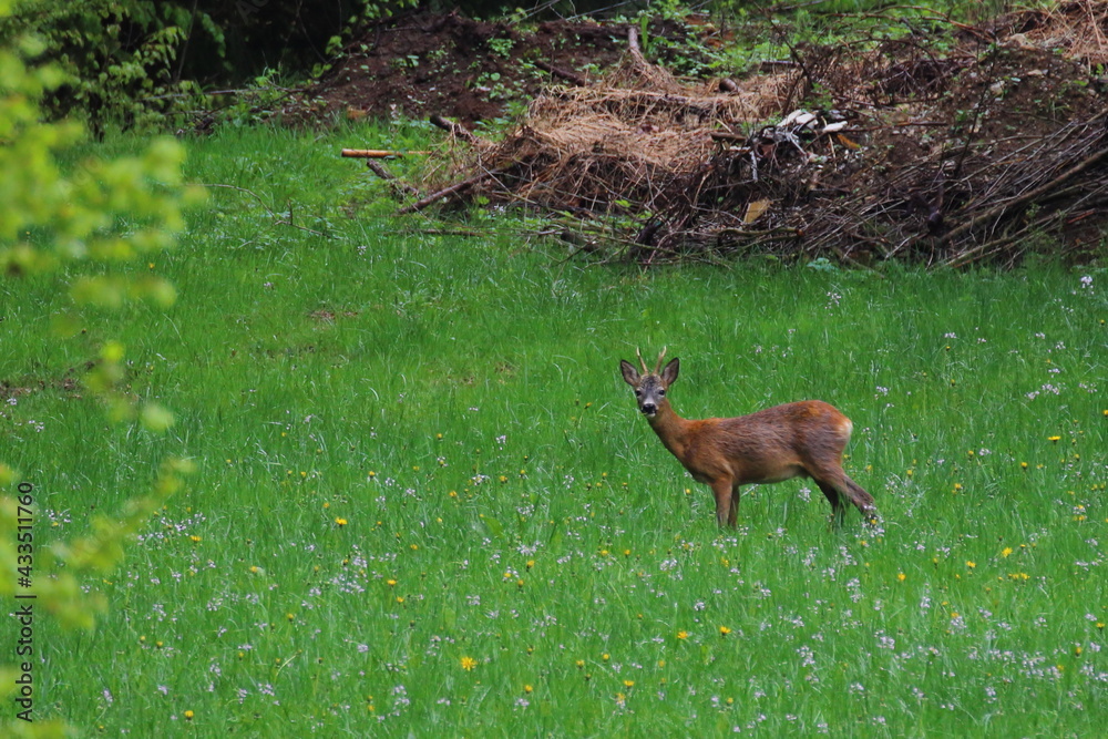 roebuck on a meadow roebuck on a meadow