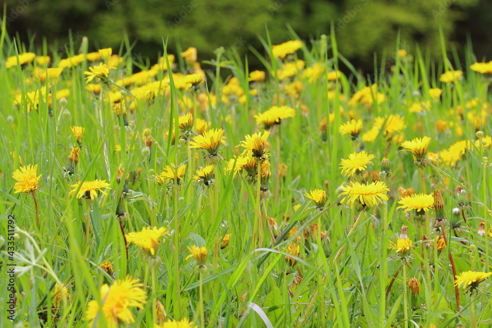 Obraz premium a lot of blooming dandelions in the field