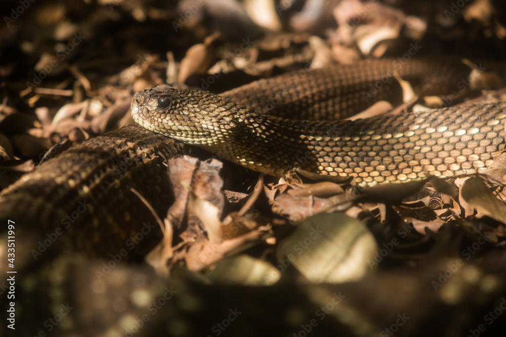 Cascavel é uma serpente peçonhenta com poderoso veneno (Crotalus durissus) neurotóxico . Ela possui um chocalho na extremidade da cauda que utiliza para afugentar não predadores. Cascavel é uma serpente peçonhenta com poderoso veneno (Crotalus durissus) neurotóxico . Ela possui um chocalho na extremidade da cauda que utiliza para afugentar não predadores.