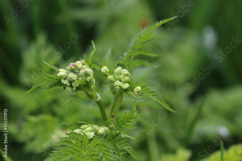 close up of blooming wild flower © Andreas