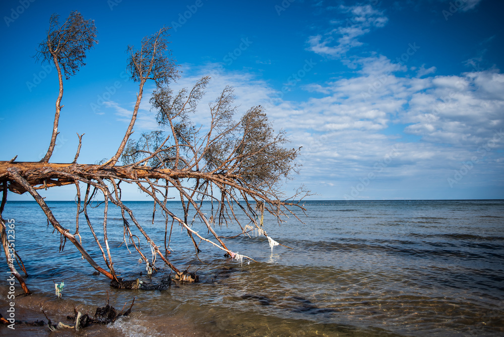 Storm broken trees on the Baltic sea coast, Kolka, Latvia.
