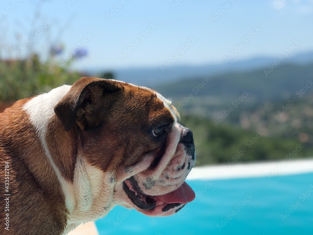 english bulldog puppy by the swimming pool on holiday 