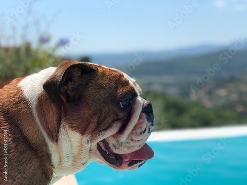 Fototapeta Naklejka Na Ścianę i Meble -  english bulldog puppy by the swimming pool on holiday 