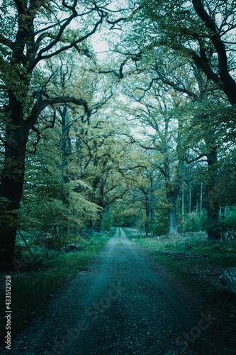 Mystic and dark nature vibes of a oak tree avenue in the outdoor forest on a rainy and foggy day. Mysterious view of the green nature © Ricardo