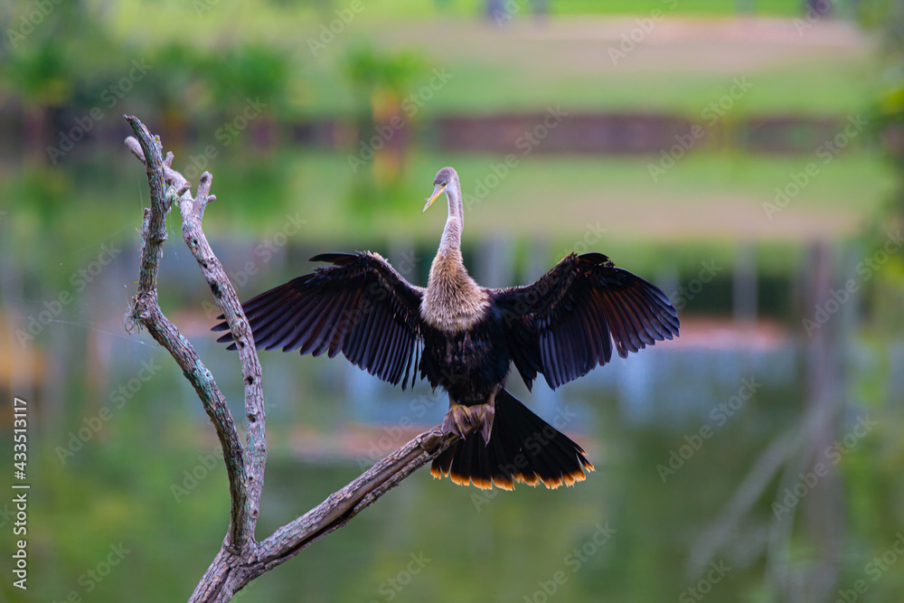 Fototapeta premium A biguatinga (Anhinga anhinga) é uma ave aquática que chama a atenção pelo porte na cor preta e na arvore no lago.